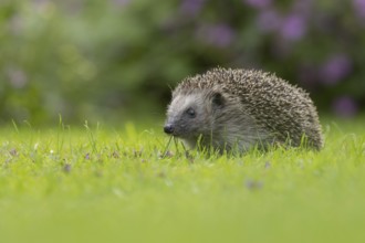 European hedgehog (Erinaceus europaeus) adult animal on a garden grass lawn in the summer, Suffolk,