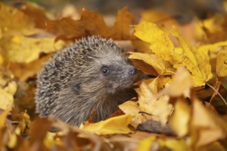 European hedgehog (Erinaceus europaeus) adult animal on fallen autumn leaves in a garden, Suffolk,