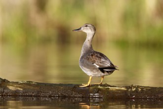 Gadwall (Mareca strepera) resting on a floating tree trunk, Flusslandschaft Peenetal nature park