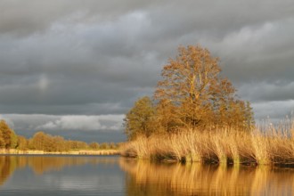 Evening mood on the Peene in spring, alders on the banks of the Peene, dramatic light mood,