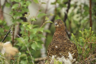 Willow ptarmigan (Lagopus lagopus) Hen, Lofoten, Norway, Scandinavia, Europe