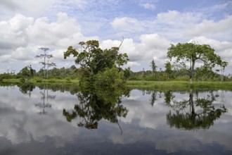 Waterscape on the Akaka River, Loango National Park, Parc National de Loango, Ogooué-Maritime