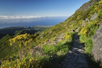 The hiking trail in mountains to Pico Ruivo with blooming Cytisus shrubs, Madeira island, Portugal,