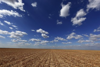 Romania, in the south of the country, maize field after the harvest, harvested, Europe