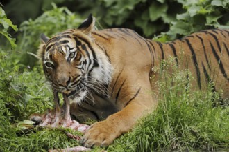 Sumatran tiger (Panthera tigris sumatrae), feeding, captive, occurring on Sumatra, Indonesia, Asia