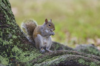American grey squirrel (Sciurus carolinensis), sitting on a tree root in a green and natural