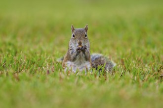 Grey Squirrel (Sciurus carolinensis), on meadow, springtime, Florida, USA, North America