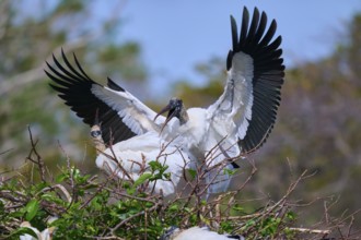 Wood Stork (Mycteria americana), with spread wings perches on a nest made of branches in a natural