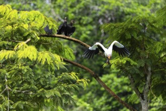 King vulture (Sarcoramphus papa), cock, vulture birds (Aegypiinae), Laguna del Lagarto Lodge,