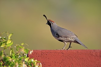 Gambel's quail (Callipepla gambelii), adult, male, alert, Sonoran Desert, Arizona, North America,