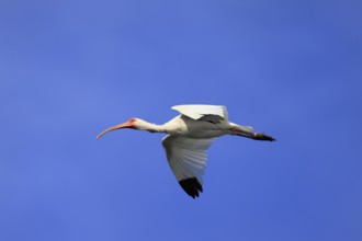 Snowy Ibis, (Eudocimus albus), adult, flying, St. Augustine, Florida, USA, North America