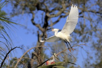 Great Egret (Egretta thula), adult, flying, St. Augustine, Florida, North America, USA, North