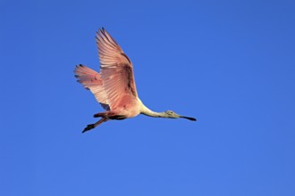 Roseate spoonbill (Platalea ajaja), adult, flying, St. Augustine, Florida, North America, USA,