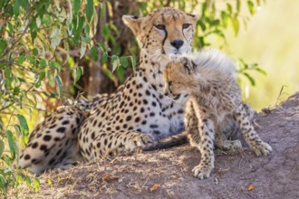 Cheetah (Acinonyx jubatus) with a cub lying and resting in the shade under a bush on the savannah,