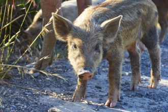 A piglet stands on a sunlit country lane, farm animals, Mani Peninsula, Peloponnese, Greece, Europe