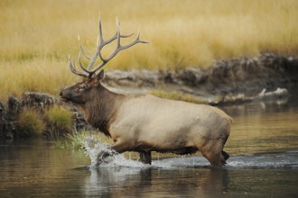 Wapiti (Cervus canadensis, Cervus elaphus canadensis), male crossing a river, Yellowstone National