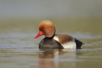 Red-crested pochard (Netta rufina), male, Camargue, Provence, southern France