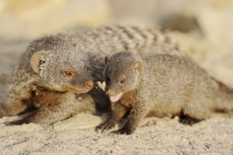 Banded mongoose (Mungos mungo) with juvenile, captive, occurrence in Africa
