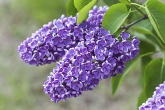 Blooming lilac in the botanical garden in spring