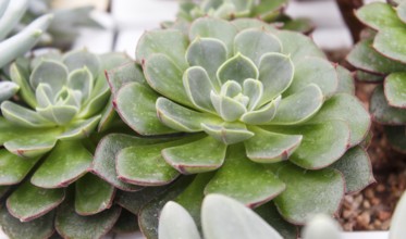 Beautiful succulent plant in greenhouse. Closeup, floral patterns, selective focus