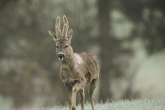 European roe deer (Capreolus capreolus) buck with bast horns and shaggy winter coat moves into the