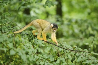 Common squirrel monkey (Saimiri sciureus) in a tree, captive, distribution South America