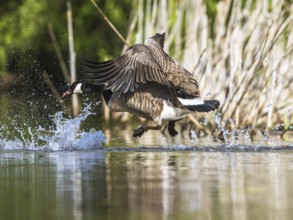 Canada Goose, Branta canadensis, bird running on water