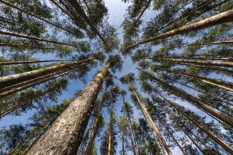 Treetops, Forest, Isojärvi National Park, Finland, Europe