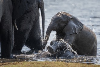 Baby elephants, Loxodota africana, are playing in the water an adult animal elephant. Chobe