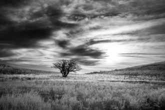 Black and white landscape photo of a single tree standing alone in the middle of a field. Dramatic