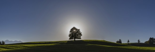 Common beech (Fagus sylvatica), in autumn at sunset, solitary tree near Rieden am Forggensee,