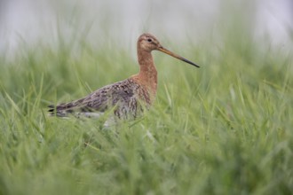 Black-tailed godwit (Limosa limosa), Lower Saxony, Germany, Europe