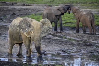 African forest elephants (Loxodonta cyclotis) in the Dzanga Bai forest clearing, Dzanga-Ndoki