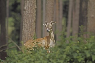 Mouflon (Ovis aries musimon), A female mouflon stands at attention between trees in the forest,