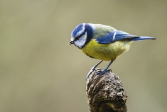 Blue Tit, Cyanistes Caeruleus, bird in forest