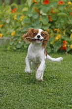 Cavalier King Charles Spaniel, kitten