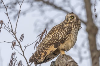 Short-billed Owl (Asio flameus) sitting on a branch. Bas Rhin, Alsace, France, Europe