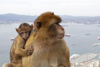 Monkey cub clinging to larger monkey, with coastal landscape in the background, Gibraltar, Barbary
