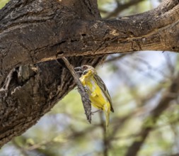 Village weaver (Ploceus cucullatus) on a branch, non-breeding male, Etosha National Park, Namibia,