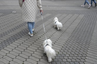 City walk with two Maltese dogs, Nuremberg, Middle Franconia, Bavaria, Germany, Europe