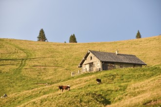 Evening atmosphere on the Hochalm with alpine hut and cows, Sonntagshorn, Chiemgau Alps, Salzburger
