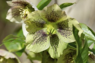 Oriental hellebore (Helleborus orientalis), Bavaria, Germany, Europe