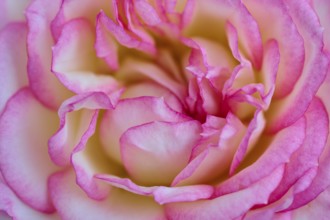 Pink white coloured rose (Rosa, Rosaceae), in full bloom, close-up, summer, Germany, Europe