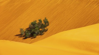 Green bush growing in the middle of sand dunes, Rub al Khali desert, Dhofar province, Arabian