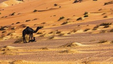 Black camel (Camelidae) with young in the Rub al Khali desert, Dhofar province, Arabian Peninsula,