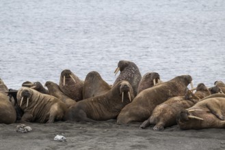Walrus (Odobenus rosmarus), walrus, Kiepertøya, Svalbard and Jan Mayen archipelago, Norway, Europe