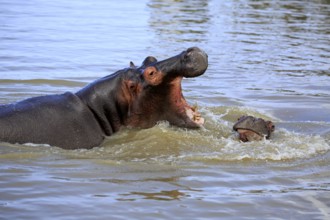 Hippopotamus (Hippopatamus amphibius), adult, in water, two, fighting, threatening, yawning, Saint
