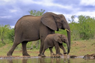 African elephant (Loxodonta africana), juvenile, mother, adult, female, mother with juvenile, at