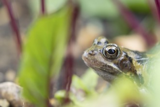 Common frog (Rana temporaria) adult amphibian on a garden vegetable bed with Beetroot in the