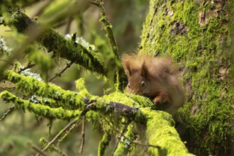 Red squirrel (Sciurus vulgaris) adult animal on a tree branch, Yorkshire, England, United Kingdom,
